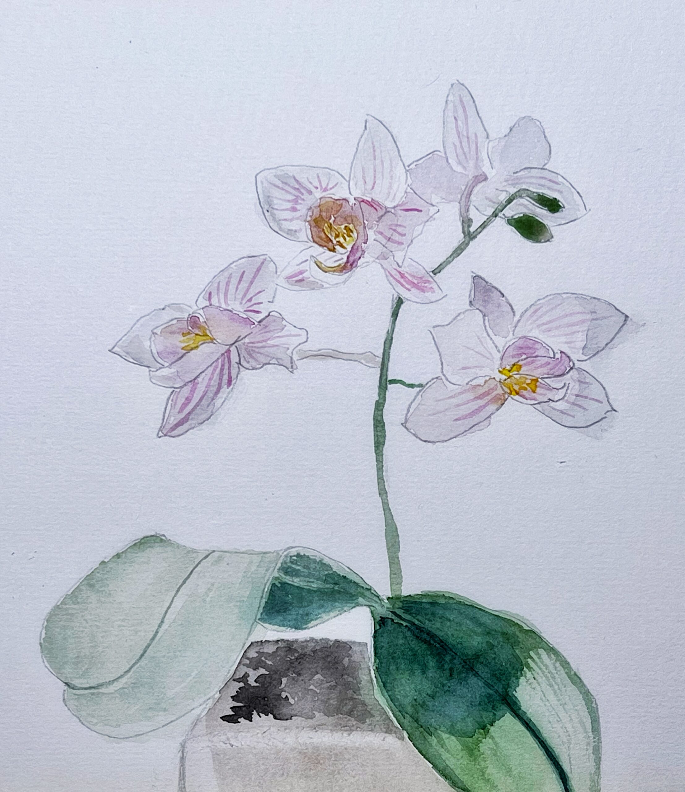 Orchid