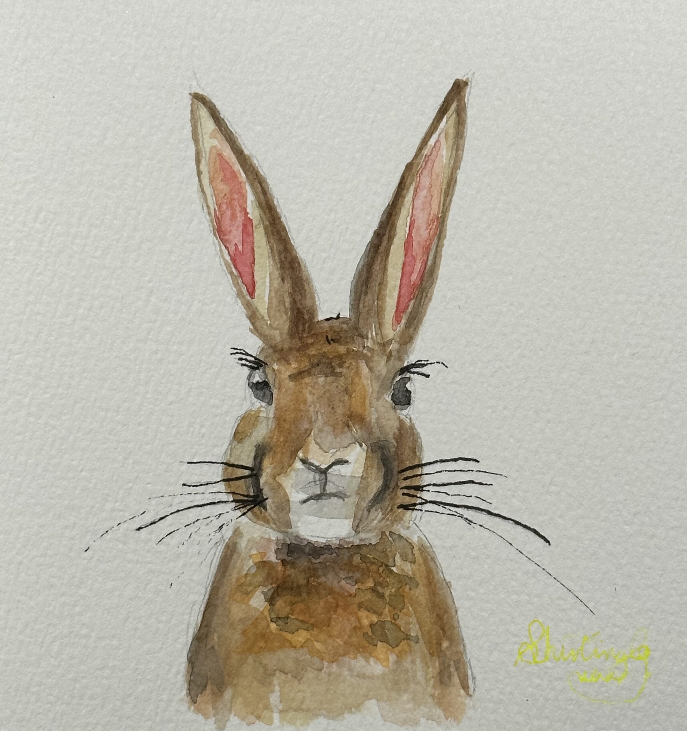 Rabbit