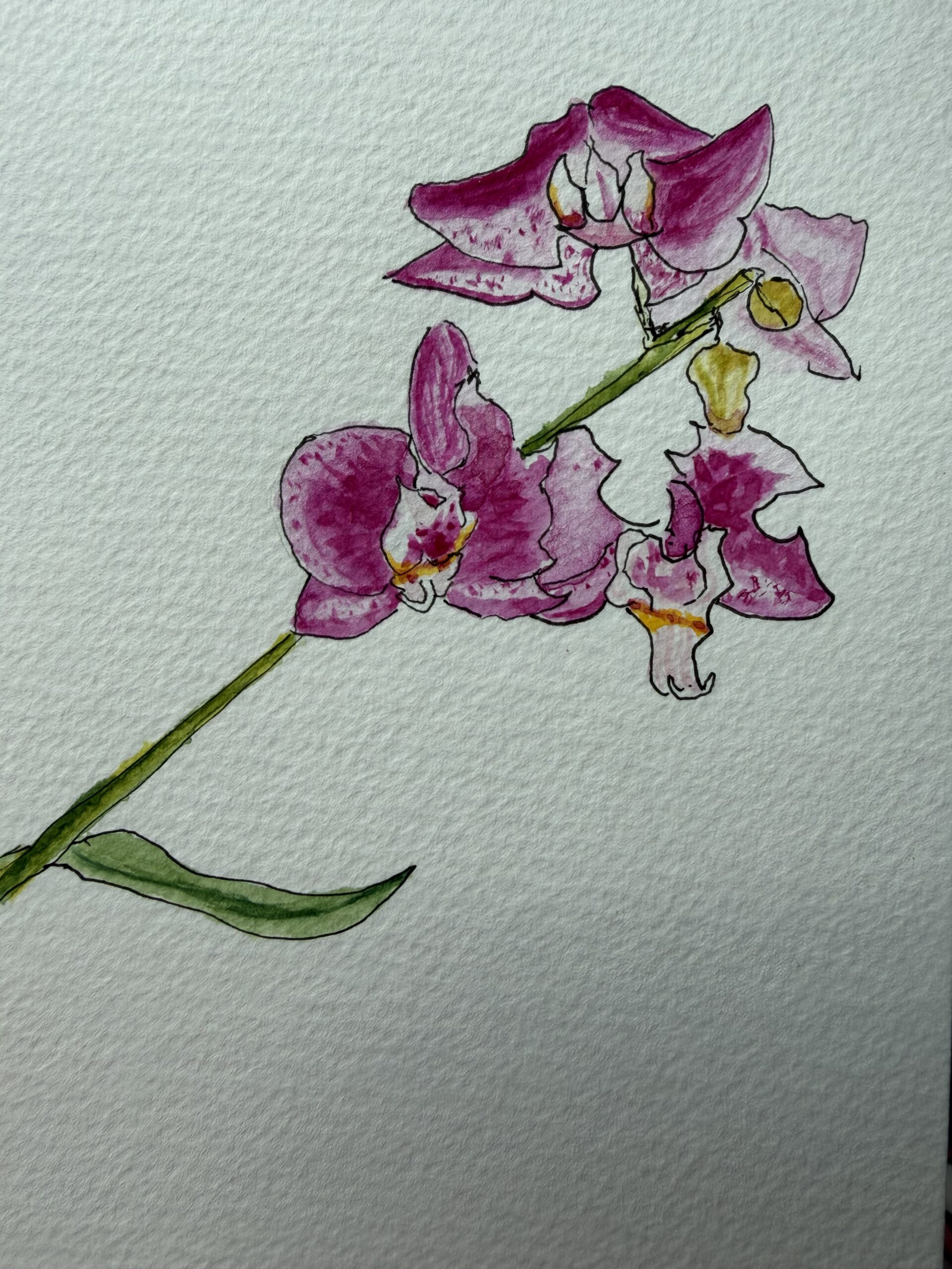 Orchid
